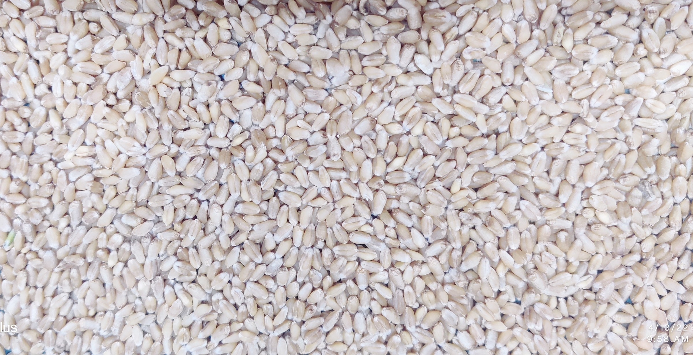 Organic Wheat